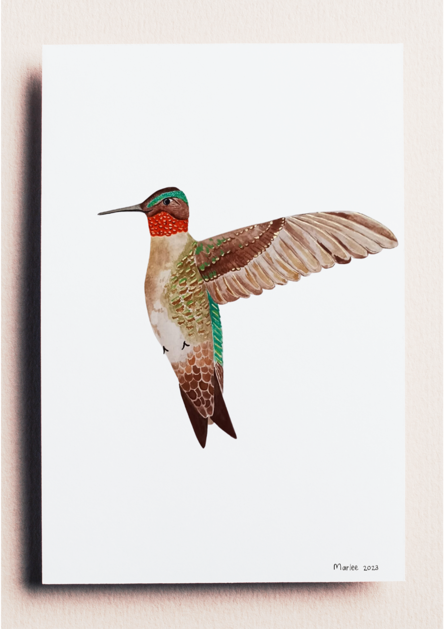Picture of Humming Bird A3 - Watercolour Painting