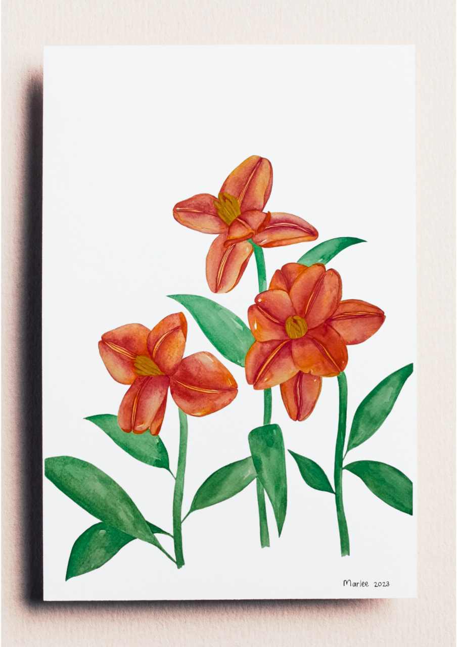 Picture of Daylily in Orange A3 - Watercolour Painting