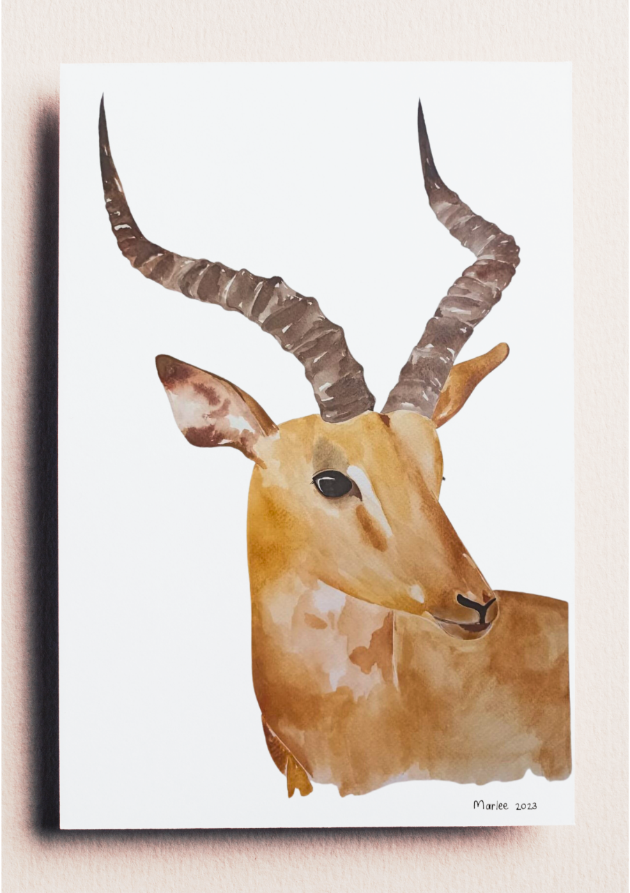 Picture of Impala A3 - Watercolour Painting