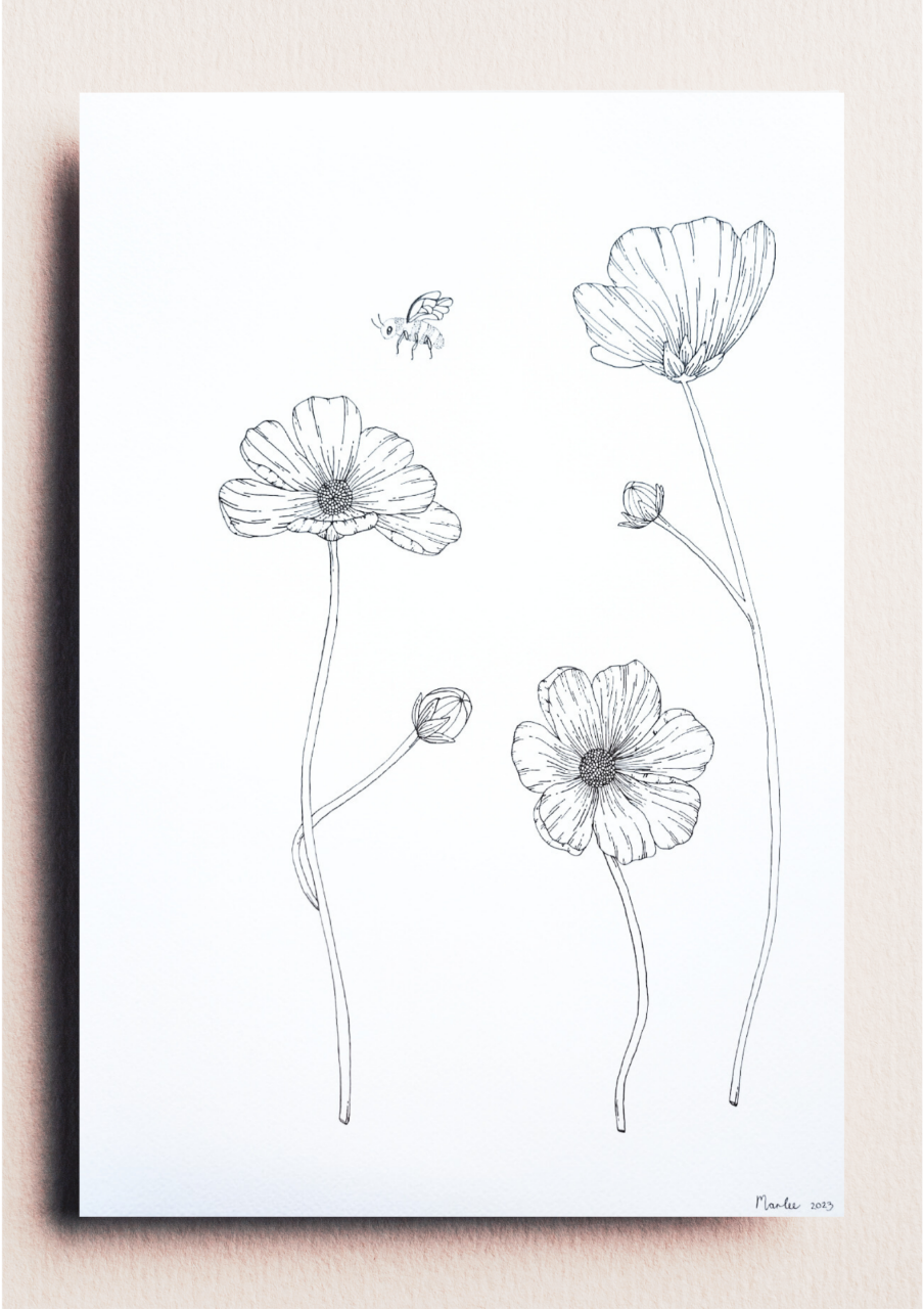 Picture of Cosmos and a Bee A3 - Fineliner Drawing